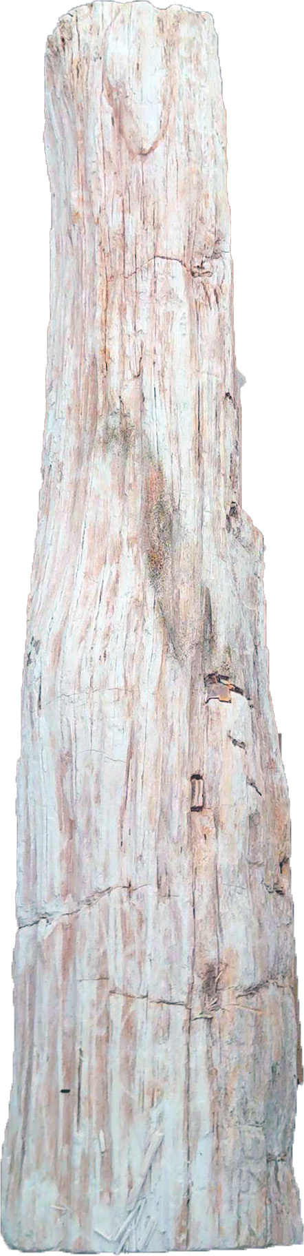 木化石　景石 | 造園資材館