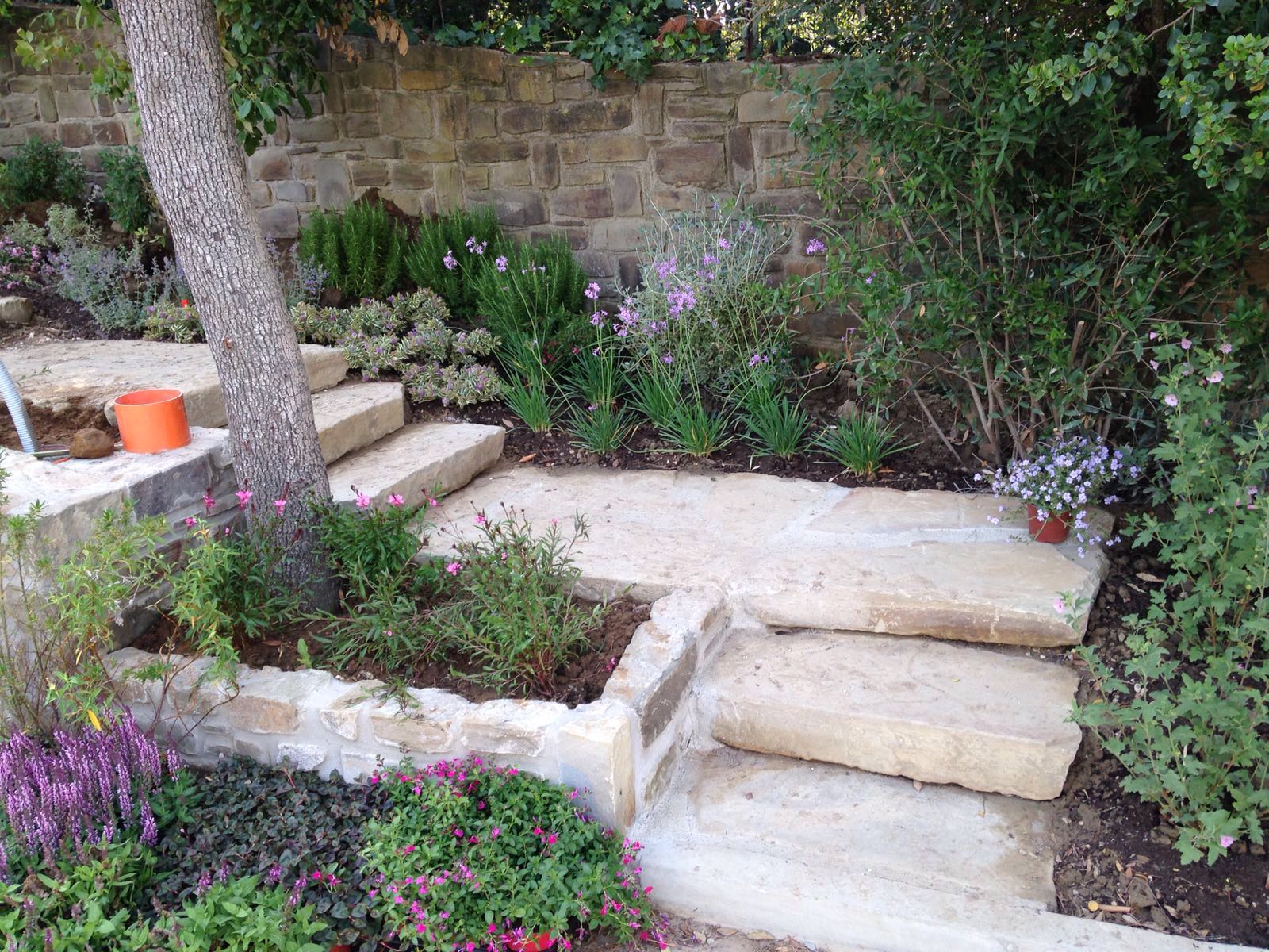 コルテミーリア 大乱形 | 造園資材館