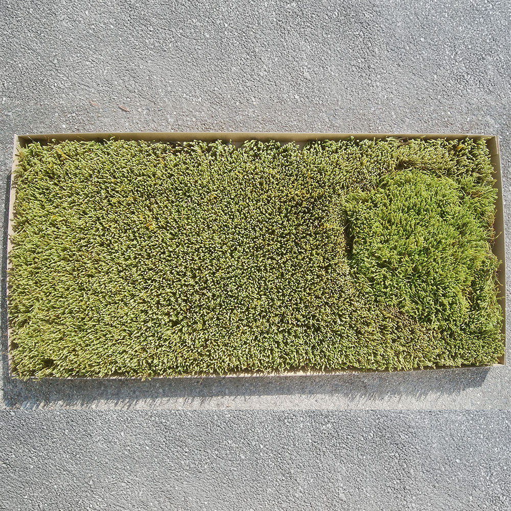 スナゴケ+ハイゴケミックスシート | 造園資材館